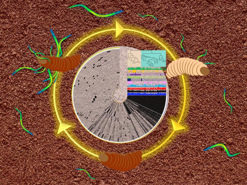 Lebenszyklus der Nematoden-Bakterien Gemeinschaft und Darstellung des Pangenoms der analysierten Xenorhabdus und Photorhabdus-Bakterien.