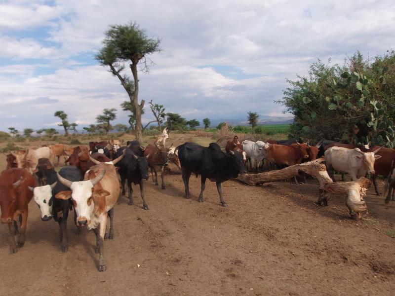 Um die Klimaziele zu erreichen, muss der hohe Fleischkonsum vor allem in den Industrieländern reduziert werden. Dagegen ist im Globalen Süden (hier in Äthiopien) für viele Menschen der Besitz von Vieh existenzsichernd. 
