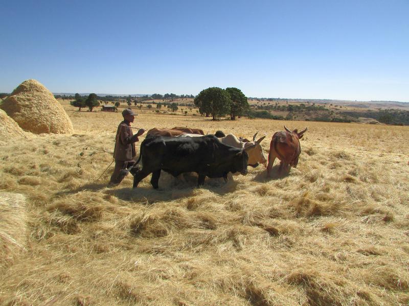 Agriculture in Ethiopia: In poorer regions of the world, livestock is often central to nutrition, as vegetables and legumes cannot be grown everywhere. 
