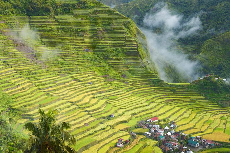 Die Reisterrassen der Philippinen verdanken ihre Existenz einer kontinuierlichen Wasserversorgung durch die darüberliegenden Wälder...