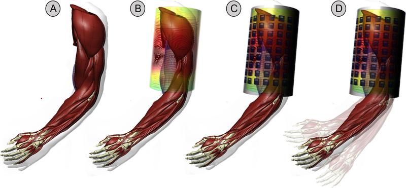 Magnetfeldmessungen unter dynamischen Bedingungen: (A) Basis für das biomechanische Simulationsmodell, (B) Simulation des Magnetfeldes, (C) Anordnung der Magnetometer in einer gitterähnlichen Struktur, (D) Messungen unter isometrischen Bedingungen.