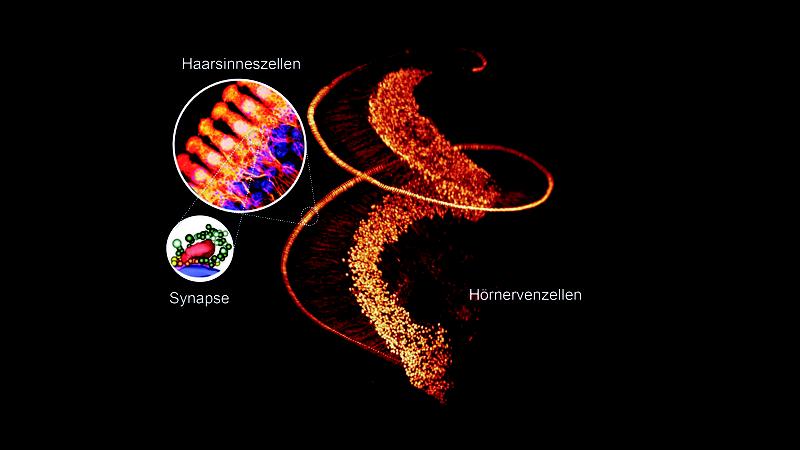 Figure: Light sheet microscope image of the cochlea of a mouse. Hair cells and auditory neurons are colored orange (Dr. Christian Vogl). Inset: Model of a hair cell synapse based on electron tomography (Prof. Dr. Carolin Wichmann)