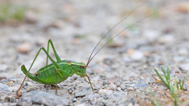 Die junge Laubholz-Säbelschrecke fällt durch ihre grüne Farbe mit schwarzen Punkten am ganzen Körper auf.