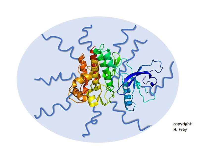 Therapeutic protein, conjugated with multiple polyethylene glycol (PEG, blue) chains that lead to the "stealth effect", avoiding recognition by the immune system. In the ERC Advanced Grant project, new structures for the PEGylation will be developed.