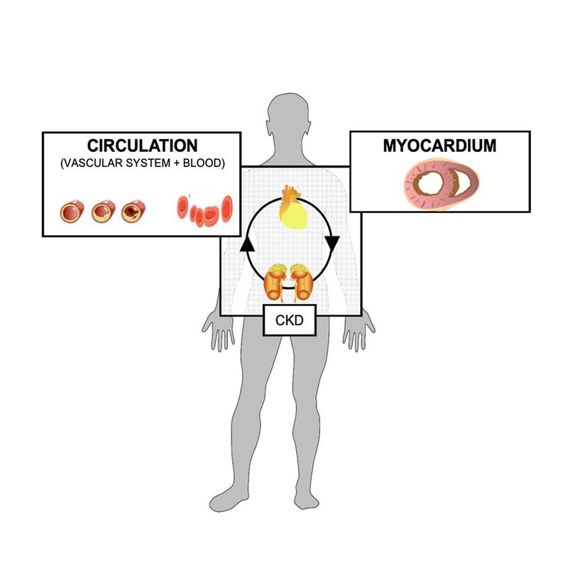 Das Zusammenspiel von Niere, Herz und Gefäßen