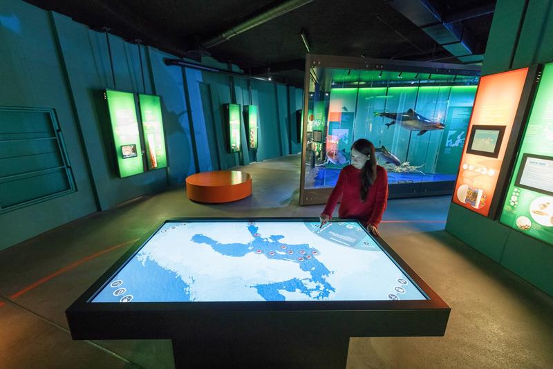 Ein interaktiver Lichttisch informiert in Europas größter Ostsee-Ausstellung im OZEANEUM Stralsund über die vom Menschen verursachten Auswirkungen und Veränderungen in der Ostsee 