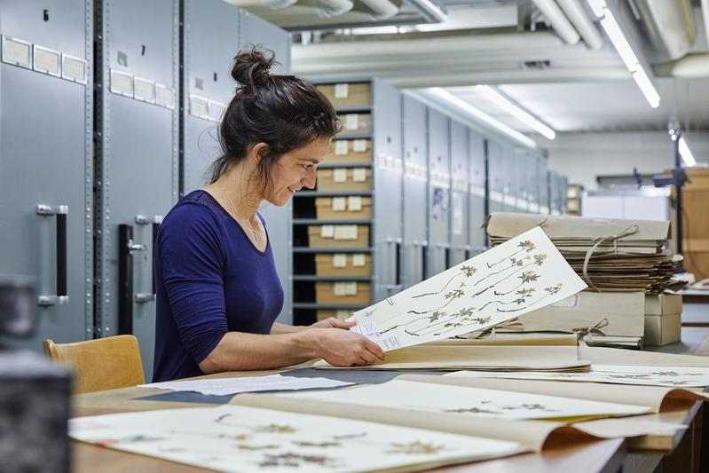 Franziska Willems im Herbarium Tubingense, dem Tübinger Herbar.