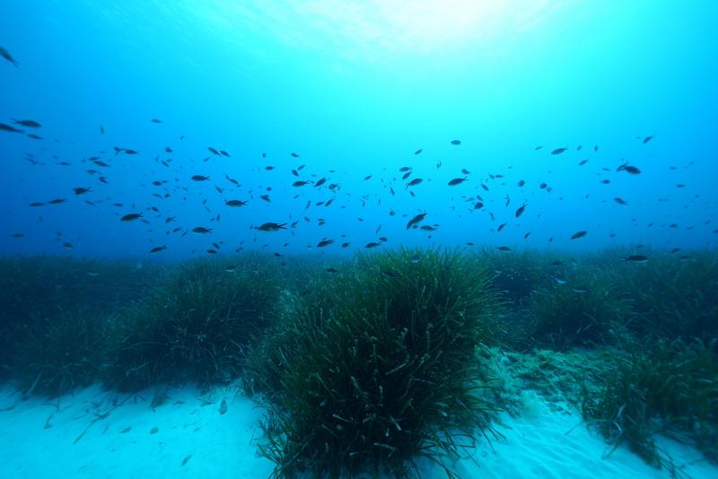 Üppige Seegraswiesen von Posidonia oceanica im Mittelmeer. Die Forschenden des Max-Planck-Instituts für Marine Mikrobiologie gehen davon aus, dass ihre Erkenntnisse für viele Lebensräume von Meerespflanzen relevant sind.