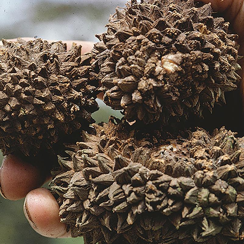 Die großen, holzigen Früchte der Palme Manicaria saccifera, die für ihre Verbreitung auf große Tiere angewiesen sind