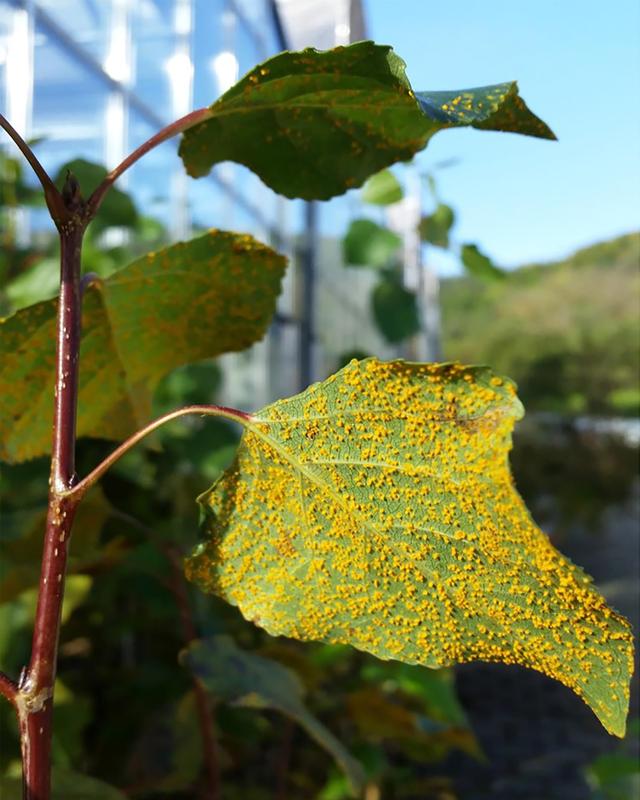 Rust-infected black poplar (Populus nigra).