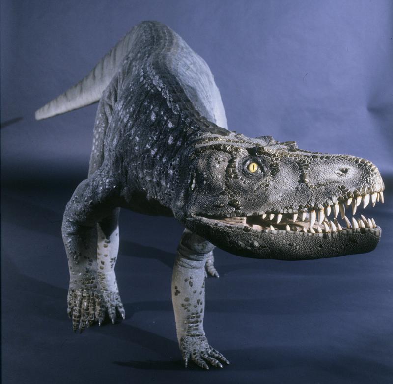 The model of the crocodile-ascendant Batrachotomus kupferzellensis.