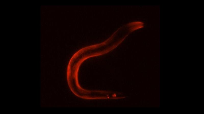 Activation of the sleep neuron causes a stress gene expression response in the entire body of the worm, visualized here in red by staining for HSP-12.6, a Heat Shock Protein required for survival. 