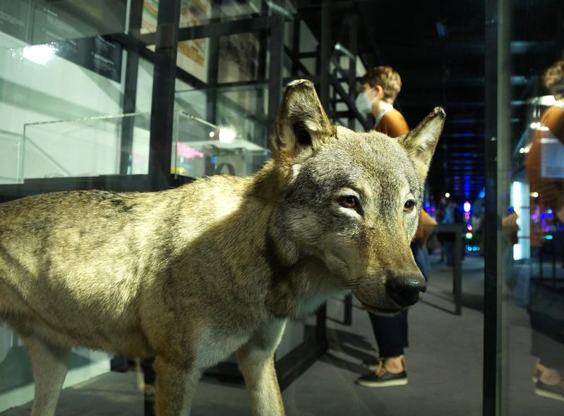 Exponat „Wer hat Angst vorm „bösen“ Wolf? Realitäts-Check aus der Forschung“ des aktionsplans Lebniz-Forschungsmuseen auf der MS Wissenschaft 2022