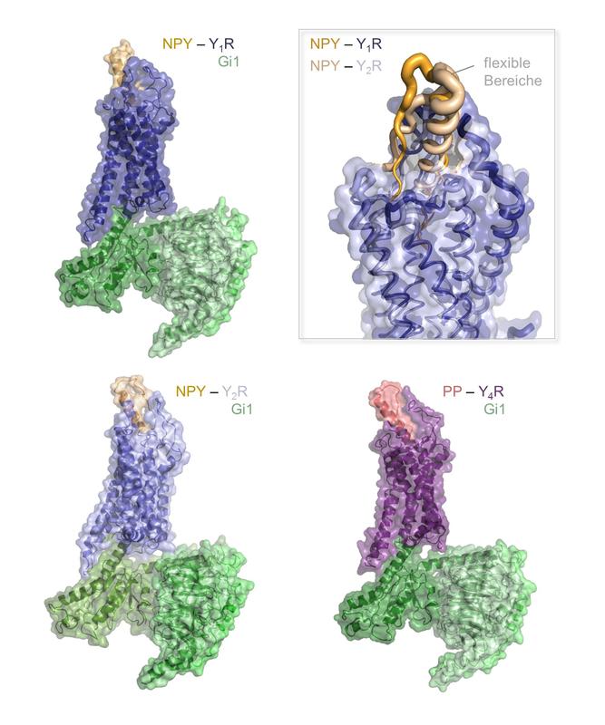 Strukturen von drei Peptid-Rezeptorkomplexen der menschlichen NPY Familie. Der Peptidligand ist jeweils in orange (NPY) und rot (PP) dargestellt, die Rezeptoren in blau bzw. violett, der Interaktionspartner in der Zelle ist ein sogenanntes G Protein.