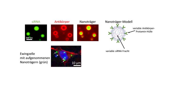 Der etablierte Nanoträger besteht aus siRNA, die an Protamin komplexiert ist. Der Nanoträger ist mit Antikörpern dekoriert. Das Modell zeigt die Nanoträgerstruktur schematisch. Zur Therapie werden angepasste Nanoträger in die Tumorzellen aufgenommen.