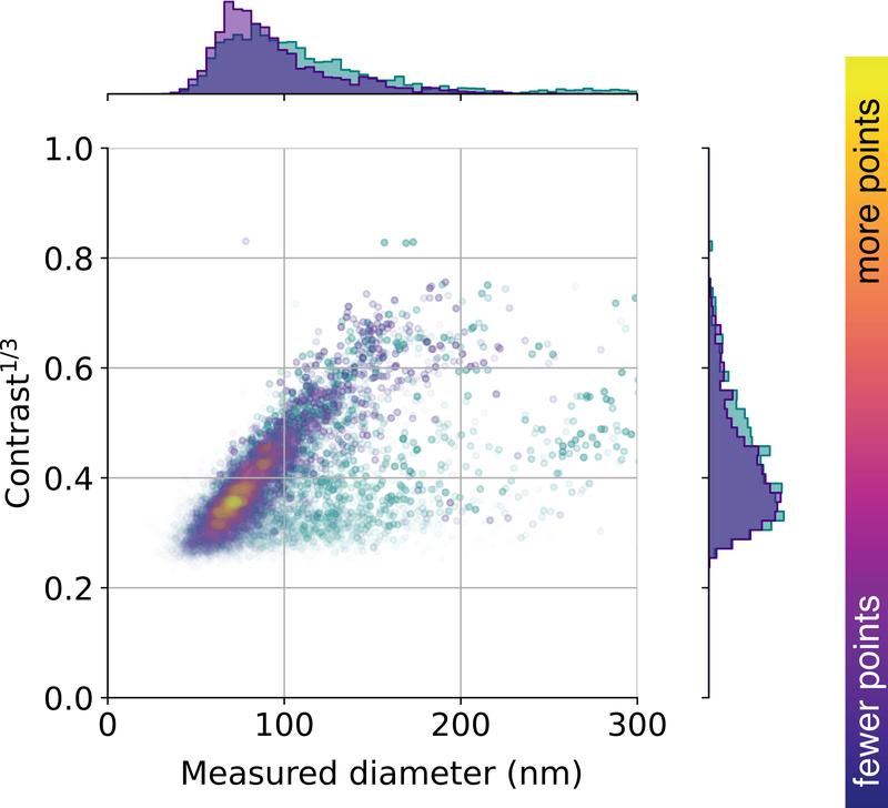 This figure shows the distribution of vesicles extracted from the urine of a healthy person as a function of vesicle size and iSCAT contrast (i.e., how strongly they scatter light). 