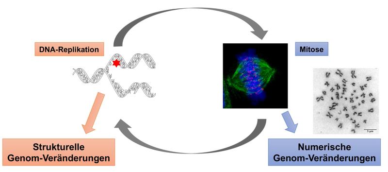 Abbildung: Die Forschungsgruppe 2800 untersucht den Zusammenhang zwischen Defekten bei der DNA-Replikation und Defekten in der Mitose, um zu verstehen, wie strukturelle und numerische Genom-Veränderungen in humanen Krebszellen entstehen.