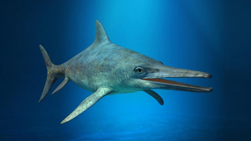Reconstruction of an Ichthyosaur