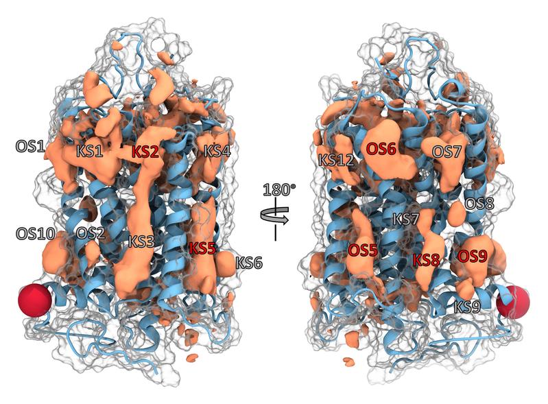 In der beispielhaften Darstellung eines GPCR-Proteins sind bereits bekannte (KS) sowie neu identifizierte Bindungstaschen (OS) verzeichnet, für die erst noch Kopplungspartner gefunden werden müssen. 