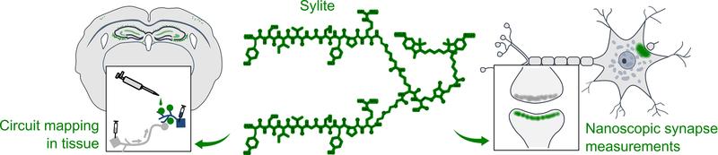 Sylite ermöglicht genaue nanoskopische Messungen in primären Neuronen (rechts). Es vereinfacht und beschleunigt die Gewebefärbung und kann für die Kartierung von Hirnschaltkreisen und die Erstellung von Synapsenprofilen verwendet werden (links). 