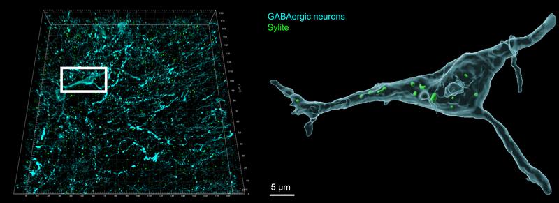 Sylite-Färbung (grün) eines Mittelhirnschnitts - Sylite-Färbung (grün) eines Mittelhirnschnitts, GABAerge Neuronen sind in hellblau dargestellt. Rechts: 3D volumetrische Rekonstruktion eines einzelnen GABAergen neuronalen Zellkörperaus dem Hirnschnitt.