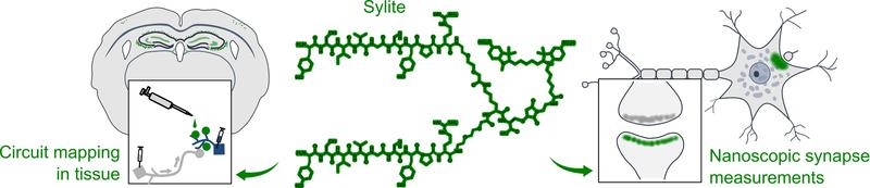 Sylite enables accurate nanoscopic measurements in primary neurons (right), simplifies and accelerate tissue staining, and can be used for brain circuit mapping and synapse profiling (left). s, 