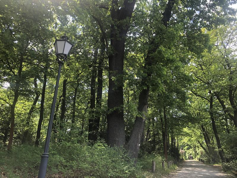 Historischer Baumbestand auf dem Potsdamer Telegrafenberg, Teil eines Gartendenkmals