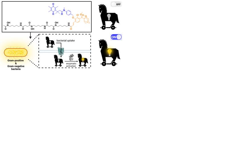 Chemical structure and function of the molecular probes.