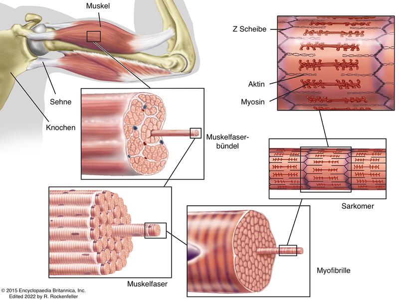 Ein Muskel ist aus vielen verschiedenen Bestandteilen aufgebaut. Wenn er verkürzt oder verlängert ist, kann er nicht die maximale Kraft erbringen. 