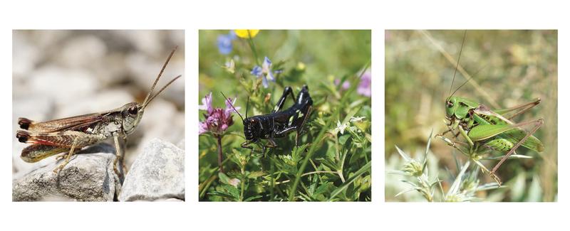 Drei Heuschrecken-Arten, deren Ernährungsverhalten untersucht wurde (v.l.): der Kiesbank-Grashüpfer, die Alpine Gebirgsschrecke, die an einer Labkraut-Art frisst, und der auch in Unterfranken vorkommende Warzenbeißer.