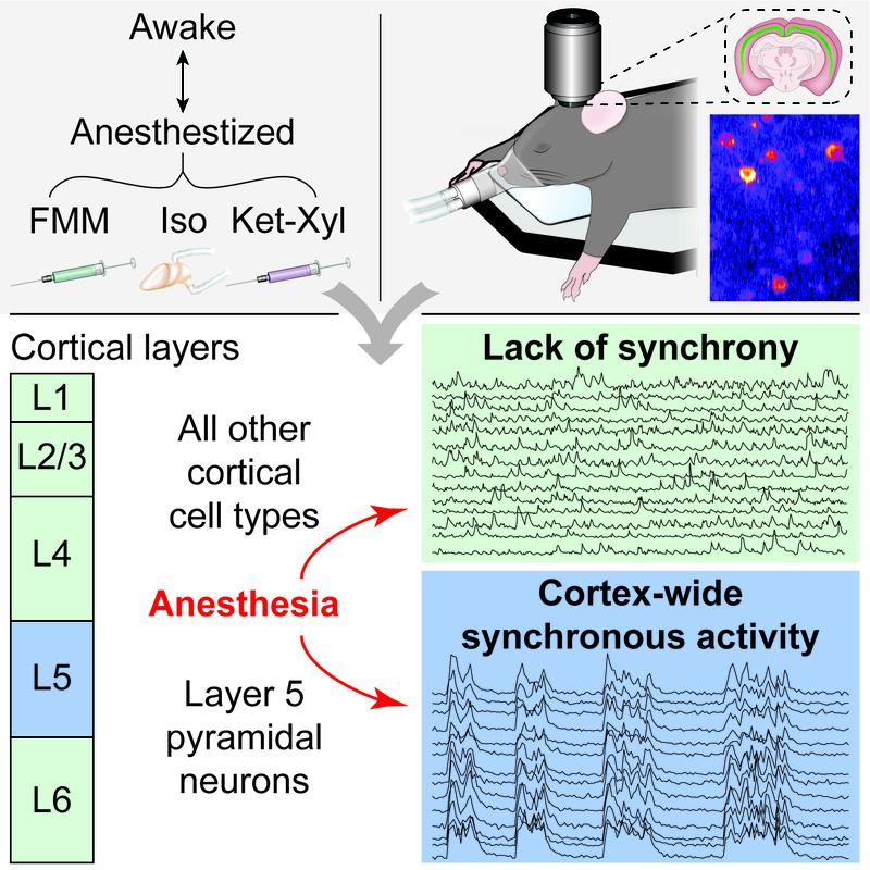 Durch die Bildgebung einzelner Zelltypen im Mauskortex und den Vergleich ihrer Aktivität im wachen und anästhesierten Zustand stellten die Autoren fest, dass nur Pyramidenneuronen der Schicht 5 eine synchrone Aktivität zeigen.