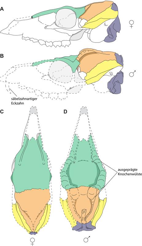 Rekonstruktion des weiblichen (oben/links) und männlichen (unten/rechts) Hirschferkelschädels aus der Tongrube Hammerschmiede. 