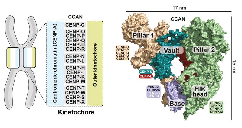 Organisation des menschlichen CCAN. Links: Schema der Kinetochor-Organisation mit den CCAN-Subkomplexen, die an das Zentromerprotein A (CENP-A) binden. Rechts: Modell der Oberfläche der 16 Komponenten des CCAN in verschiedenen Subkomplexen organisiert.