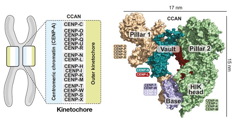 Organization of the human CCAN. Left: Scheme of the kinetochore organization with the CCAN subcomplexes binding to the centromere protein A (CENP-A). Right: Model of the surface of the CCAN’s 16 components organized in different subcomplexes.