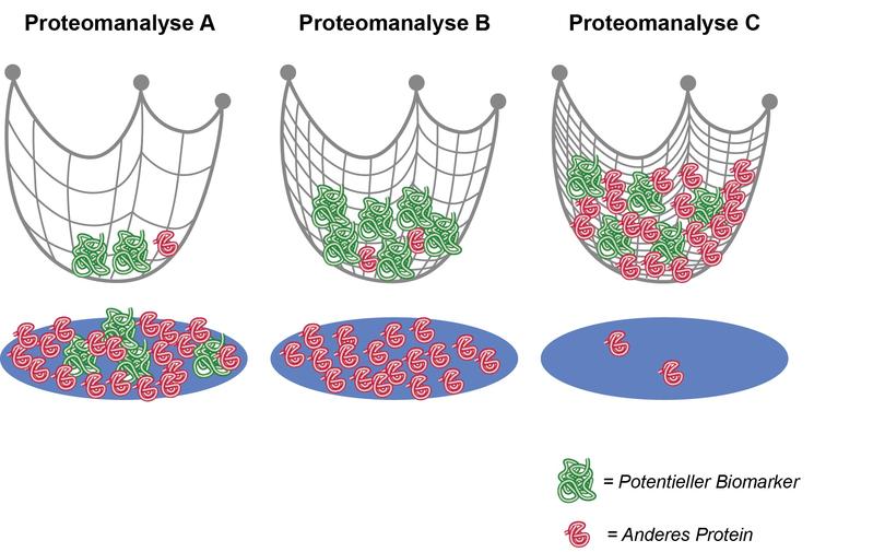 Mit den richtigen Auswertungsverfahren können krankheitsrelevante Proteine, sogenannte Biomarker, mit sehr hoher Präzision gefunden werden. 