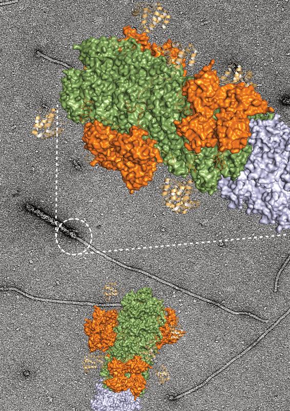 Elektronenmikroskopische Aufnahme des Übergangs zwischen dem Gefahrensensor NLRP3 und seinem Signalprotein, dargestellt in der Vergrößerung mit der berechneten Proteinstruktur. 