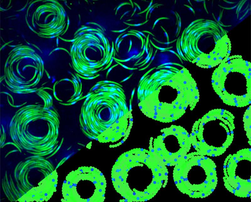 The figure combines the confocal microscopy image of sporozoite vortices with the snapshot of an agent-based computer simulation of these vortices.