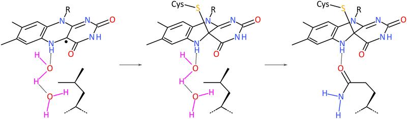 LOV-Proteine könnten aus flavinbindenden Vorläufern entstanden sein, denen das Glutamin und auch ein Cystein fehlte. Beide Reste könnten im Laufe der Zeit hinzugekommen sein, um die Effizienz der Signalleitung nach Absorption von Blaulicht zu steigern.