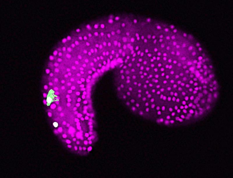 Ein Embryo des Manteltiers Ciona intestinalis. Das Mikroskopbild zeigt 'Bipolar Tail Neurons', also die sensorischen Nervenzellen im Schwanzbereich (Grün) und Zellen der Epidermis (Magenta). 