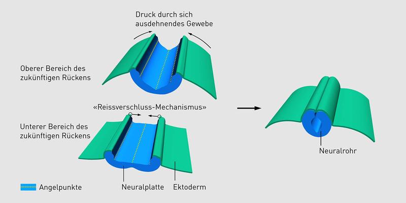 Neuralrohrbildung