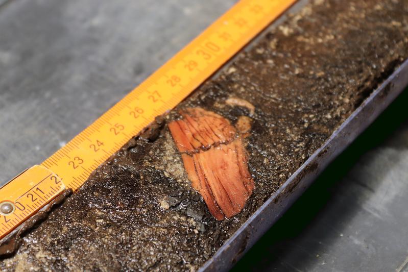 Anhand von Pollenanalysen, Mikro- und Makroholzkohleresten sowie durch die Rekonstruktion des Paläoklimas aus Sedimentkernen hat das Forschungsteam die Landschaftsentwicklung des Ammertals untersucht. 