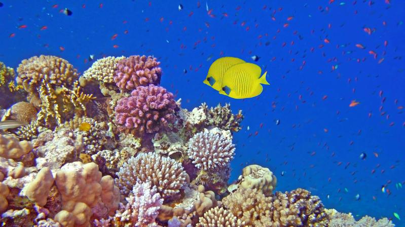 Egypt, Red Sea: Coral reef near Marsa Alam with blue-cheeked butterflyfish (Chaetodon semilarvatus).