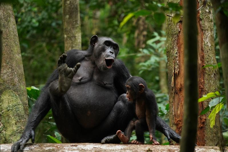Schimpansen Asanti und Akuna beim Kommunizieren mithilfe von Rufen.