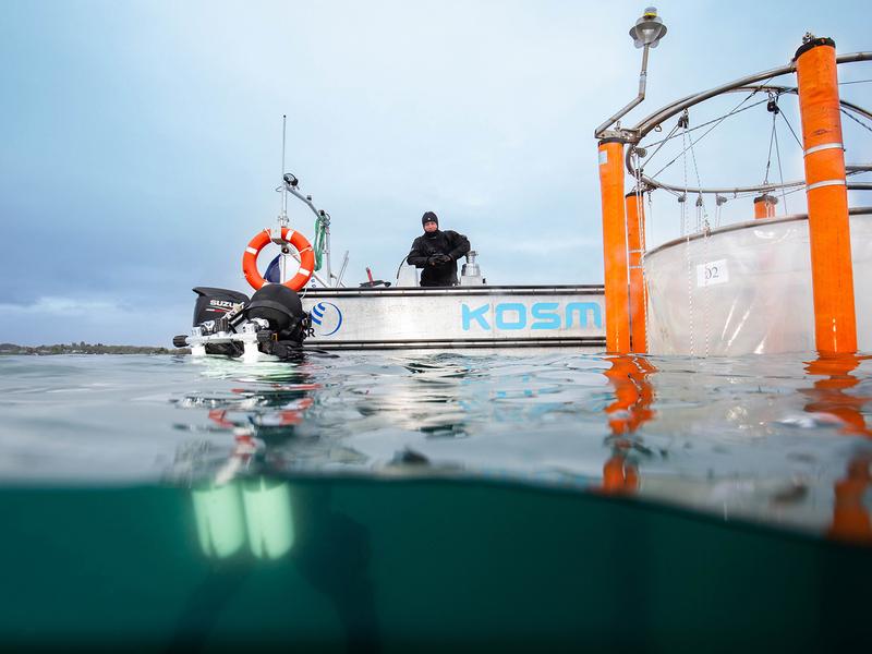 Forschungstaucher arbeiten an den KOSMOS-Mesokosmen im Raunefjord südlich von Bergen, Norwegen, für ein Experiment zur Ozean-Alkalinisierung.