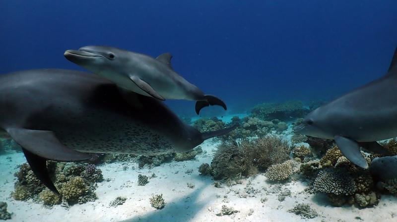 Eine Delphinmutter lehrt ihrem Jungen, sich an den medizinischen Korallen zu reiben.