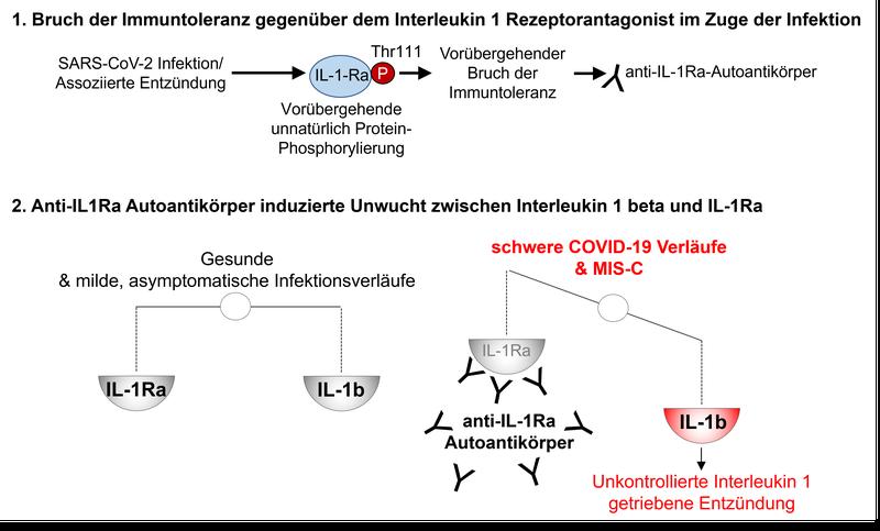 Schaubild: Neuer Mechanismus bei der Entstehung des schweren Entzündungssyndroms bei Kindern (MIS-C / PIMS) nach SARS-CoV-2-Infektion aufgedeckt