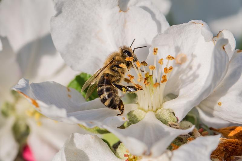 Honigbienen sind unverzichtbare Bestäuberinnen für Kultur- und Wildpflanzen, doch Milbenbefall gefährdet die Bienenvölker. Die Deutsche Bundesstiftung Umwelt (DBU) fördert die Erforschung einer Bekämpfungsmethode gegen Varroamilben.