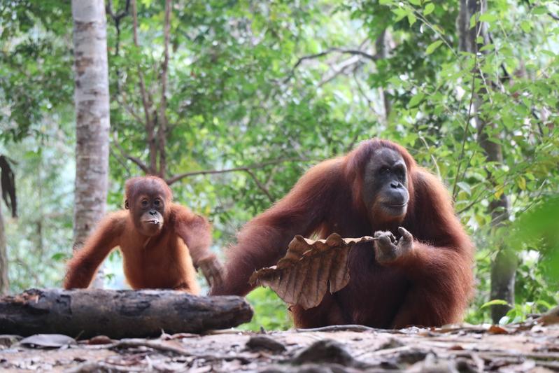 Orang Utan-Affenmütter passen ihre Kommunikation sehr individuell an verschiedene soziale Kontexte an. 