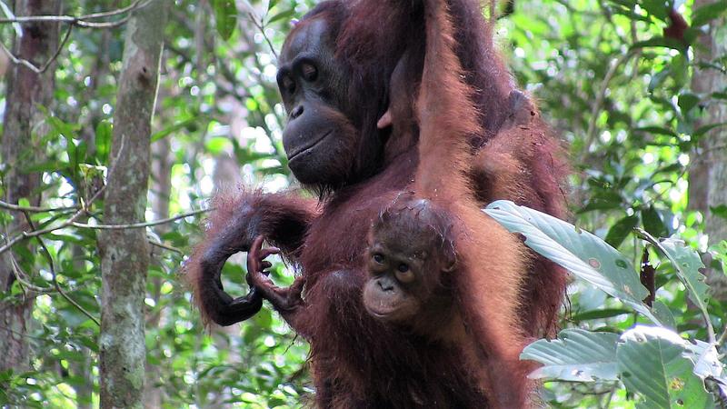 Während eine Orang Utan-Mutter vor allem dem Bettelverhalten ihres Jungtiers nachkommt, reagiert eine andere gleichbleibend auf die Forderungen ihres Jungtiers über alle sozialen Kontexte hinweg. 