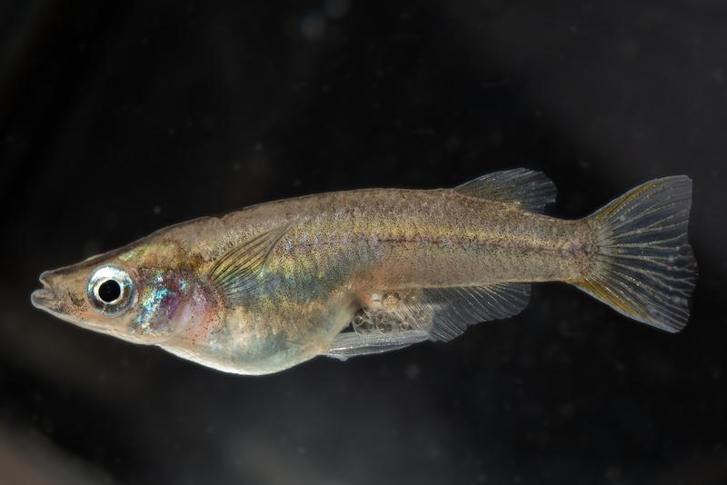 Female of the pelvic brooding species Oryzias eversi. The developing eggs are clearly visible above the elongated pelvic fins.